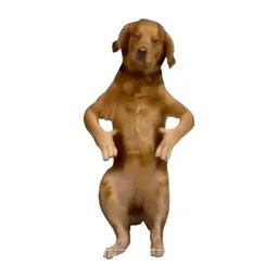 retriever
