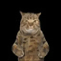 tabby