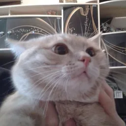 Kuzya