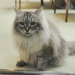 mir