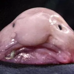 BLOB