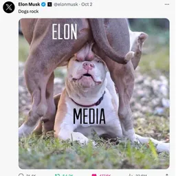 $DOGSRCK