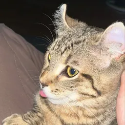 SOL