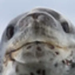 LEOPARSEAL