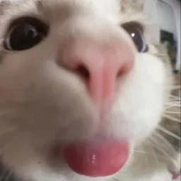 LOP