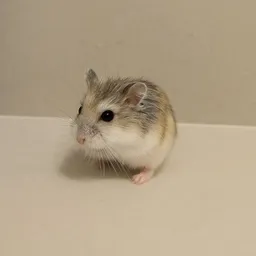 ZOOM
