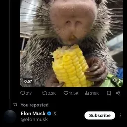 RICO