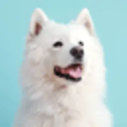 MAYA