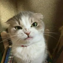ANGRY