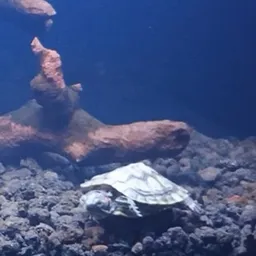TURTLE