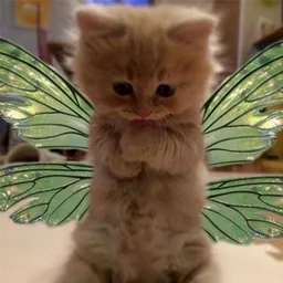 FairyCat