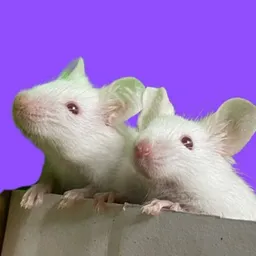 RATBRO