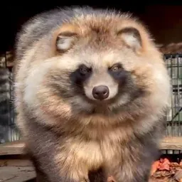RaccoonDog