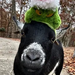 FIONA