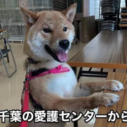 ANJU