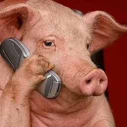 PIGPHONE