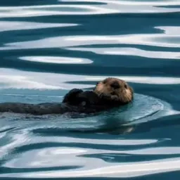 otter