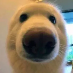 Boop