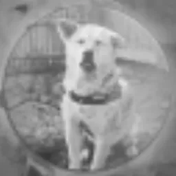 HACHI