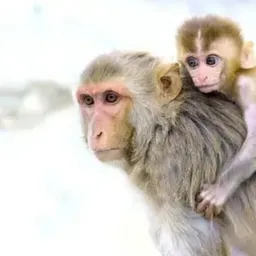 rhesus