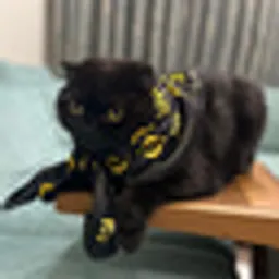 LEO