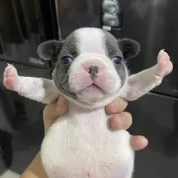PUPY
