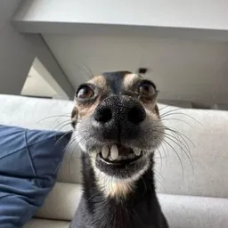 teefs