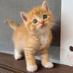 JACK