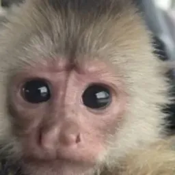 NALA