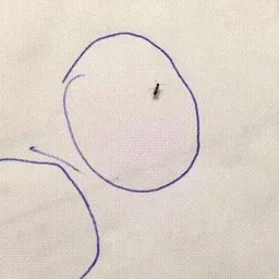 ANT