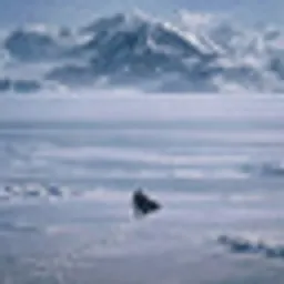 WHALE