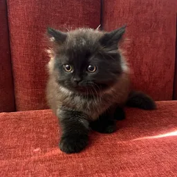 KIKO