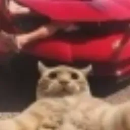 SCAT