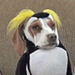 $HELP