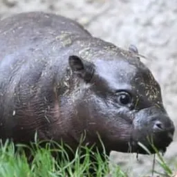 AMARA