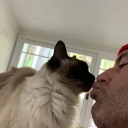 Joe Rogan's Cat token logo