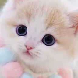 Sweet 