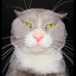 Tomcat
