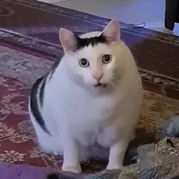Huh Cat token logo