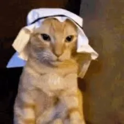 Habibi Cat token logo