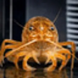 Shelldon