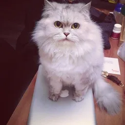SIUPAK