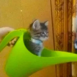 meowg token logo