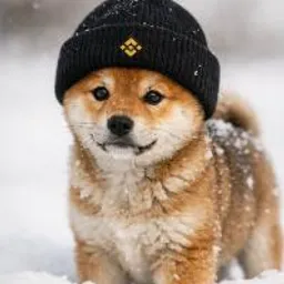 Pup