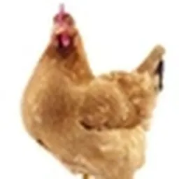 CHICK