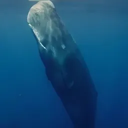 WHALE