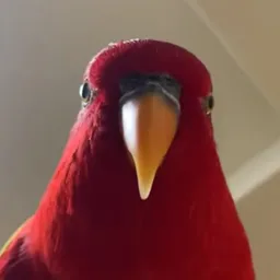 RBIRB