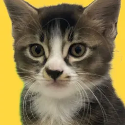 CATBOO