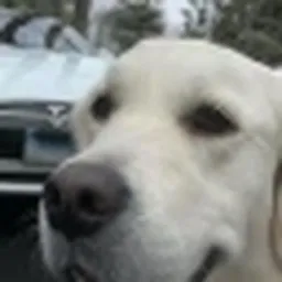 TESLADOG