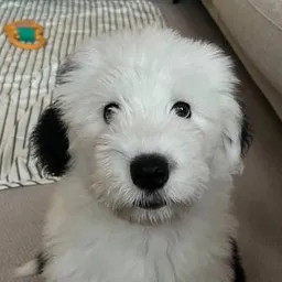 NELLIE